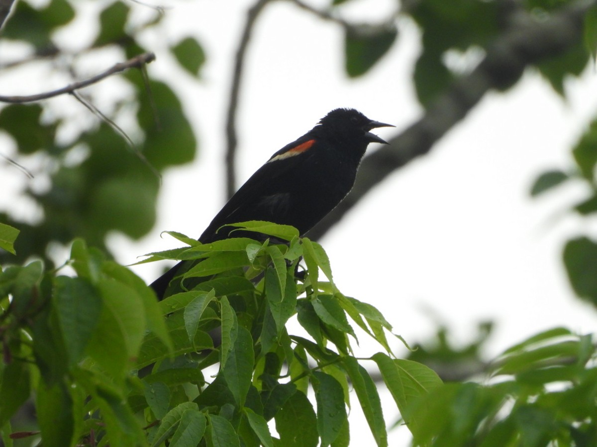 Red-winged Blackbird - ML620358276