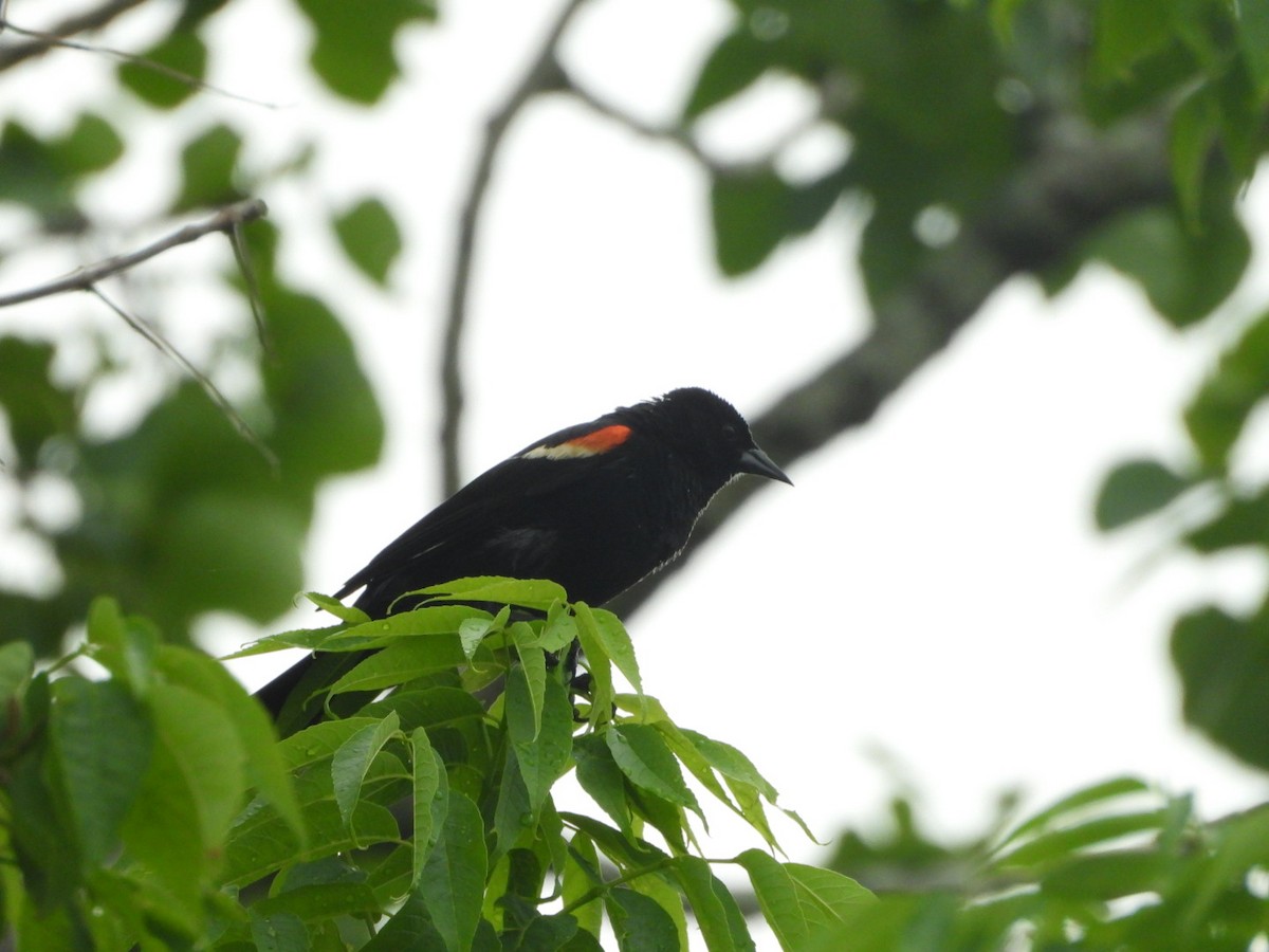Red-winged Blackbird - ML620358277