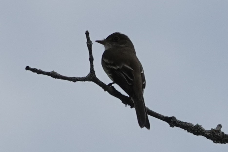 Alder Flycatcher - ML620358281