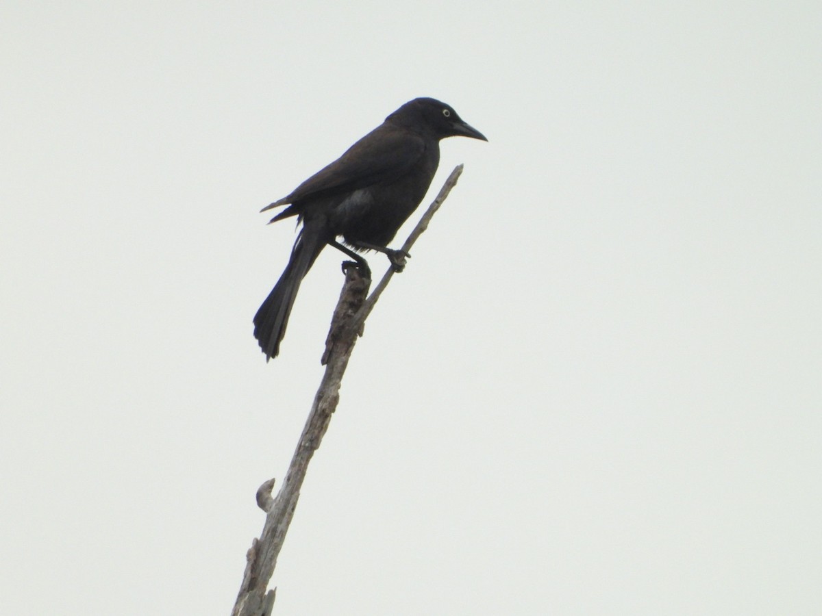 Common Grackle - ML620358297