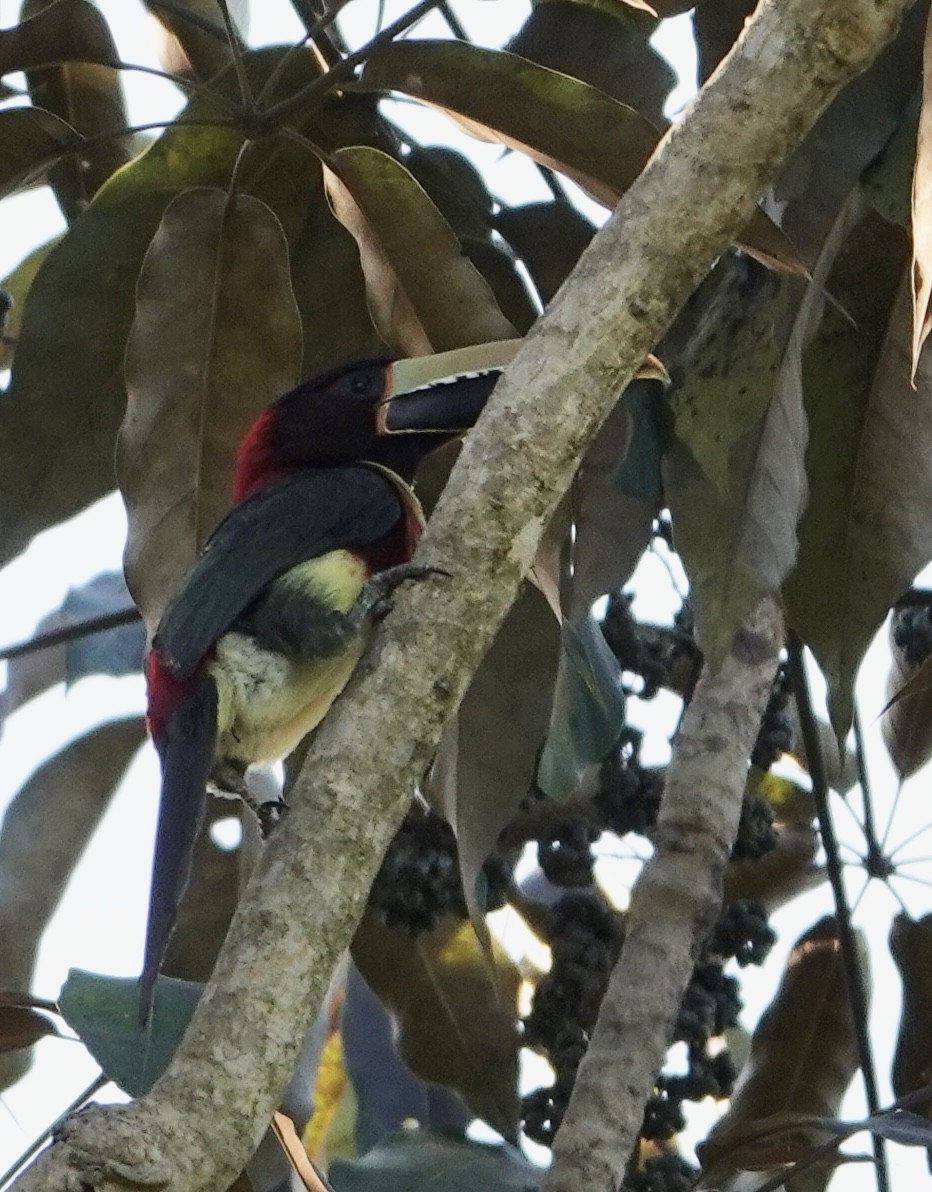 Red-necked Aracari - ML620358301