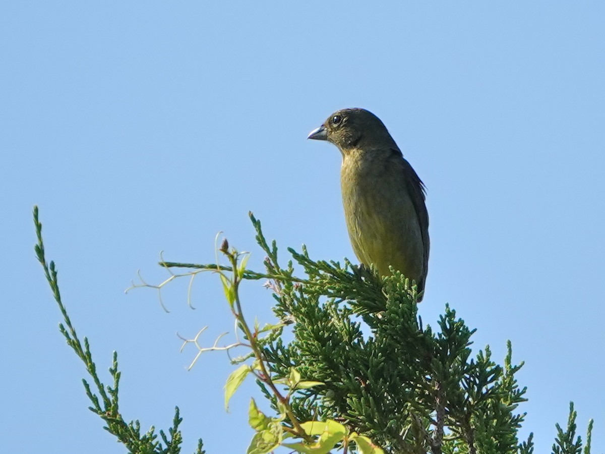 Painted Bunting - ML620358303