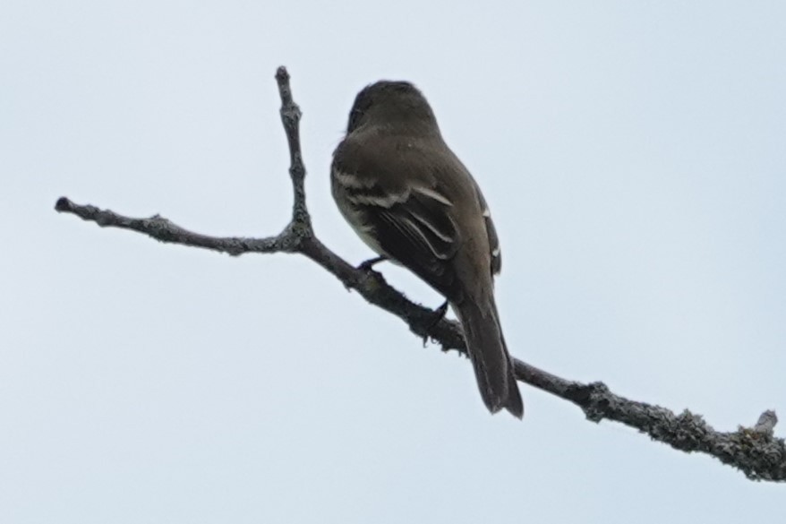 Alder Flycatcher - ML620358304