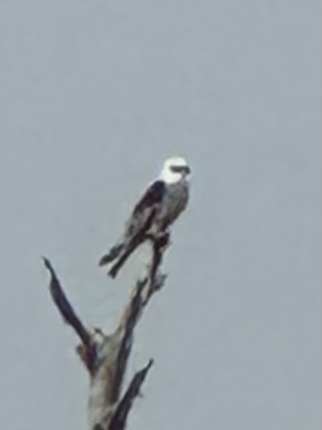 White-tailed Kite - ML620358305