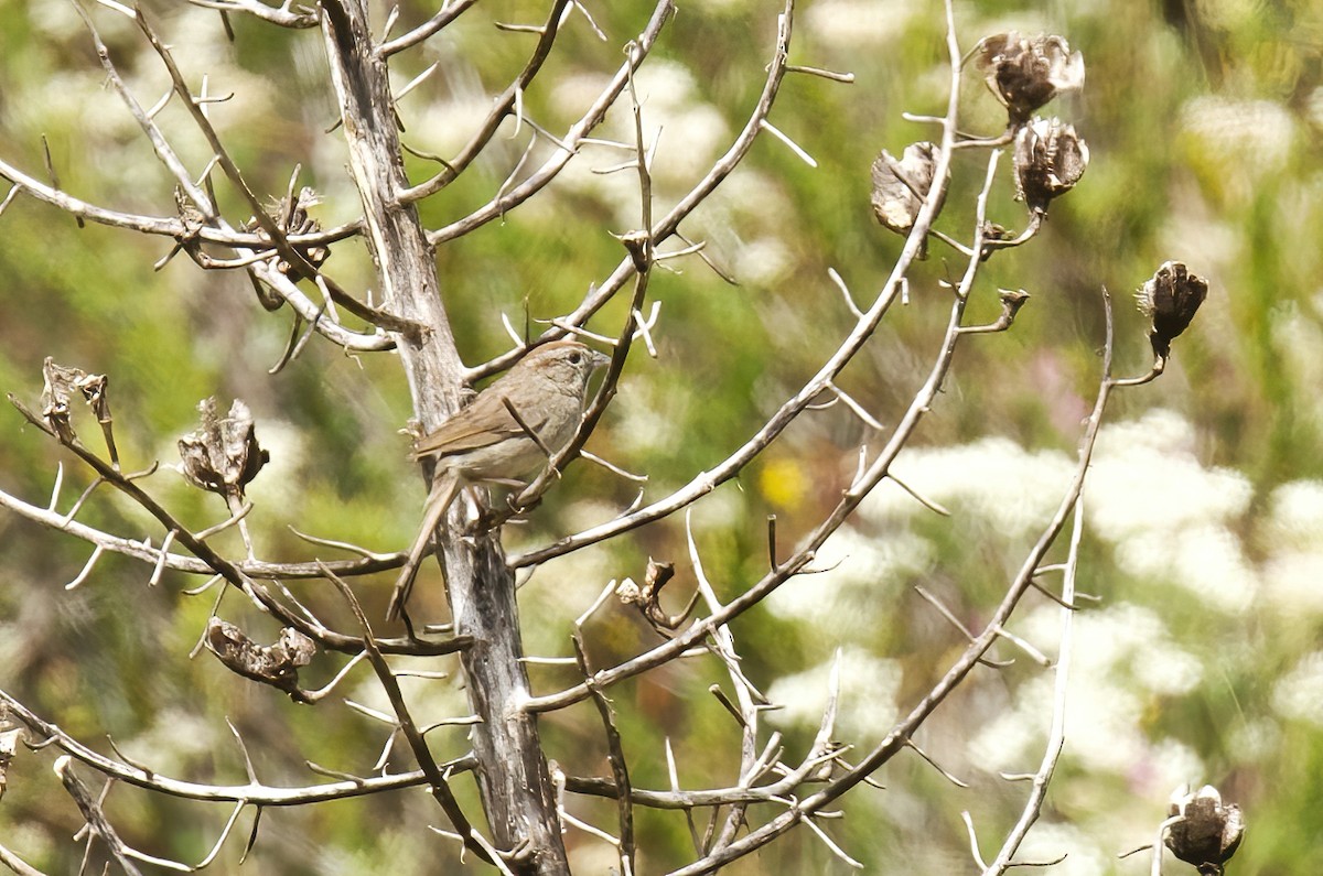 Rufous-crowned Sparrow - Jane Mygatt
