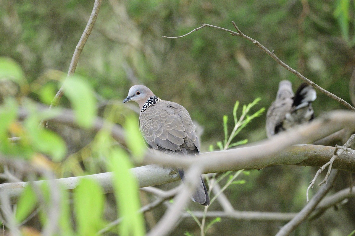 Spotted Dove - ML620358310