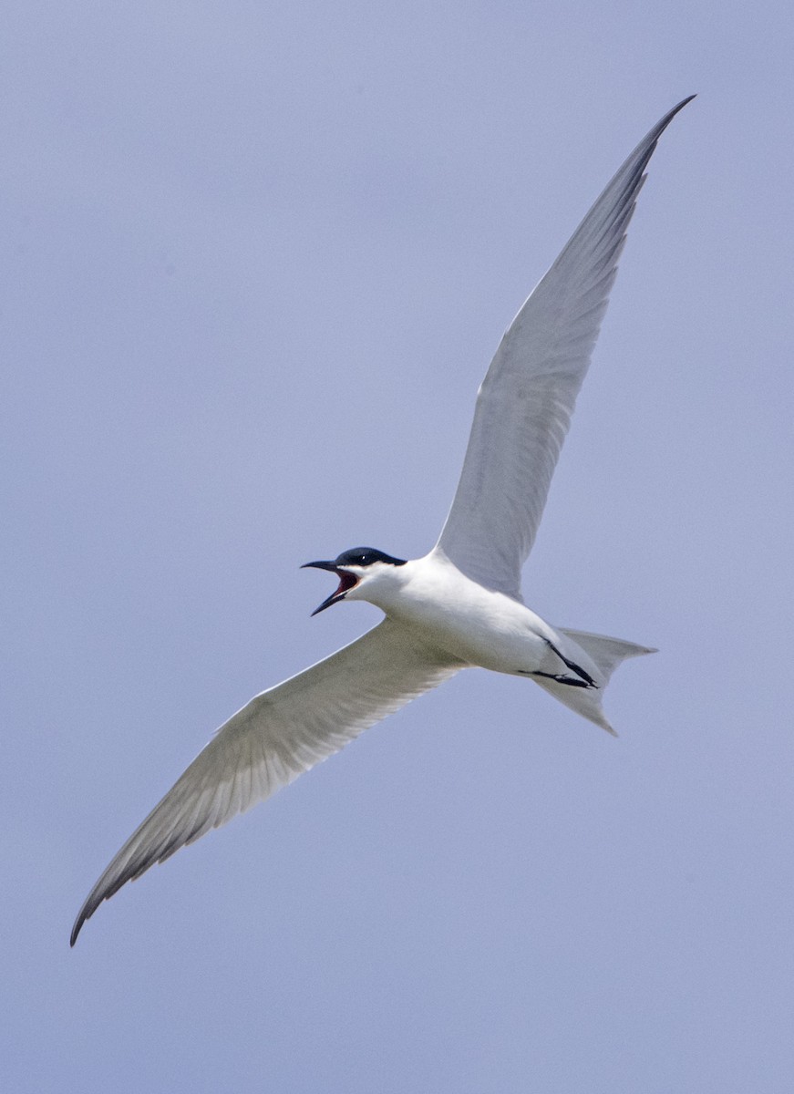 Gull-billed Tern - ML620358325