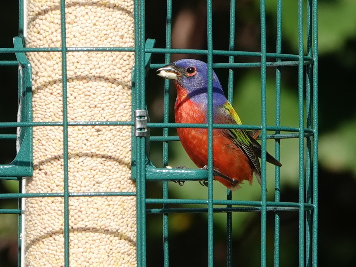 Painted Bunting - ML620358327