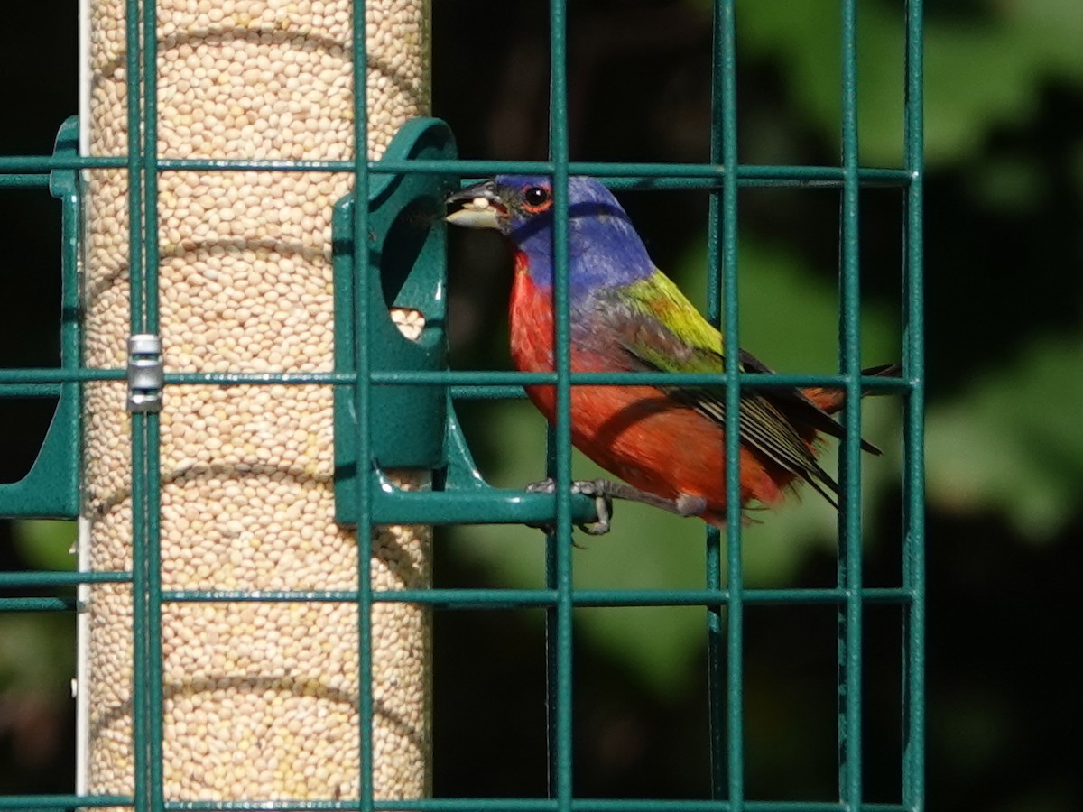 Painted Bunting - ML620358328