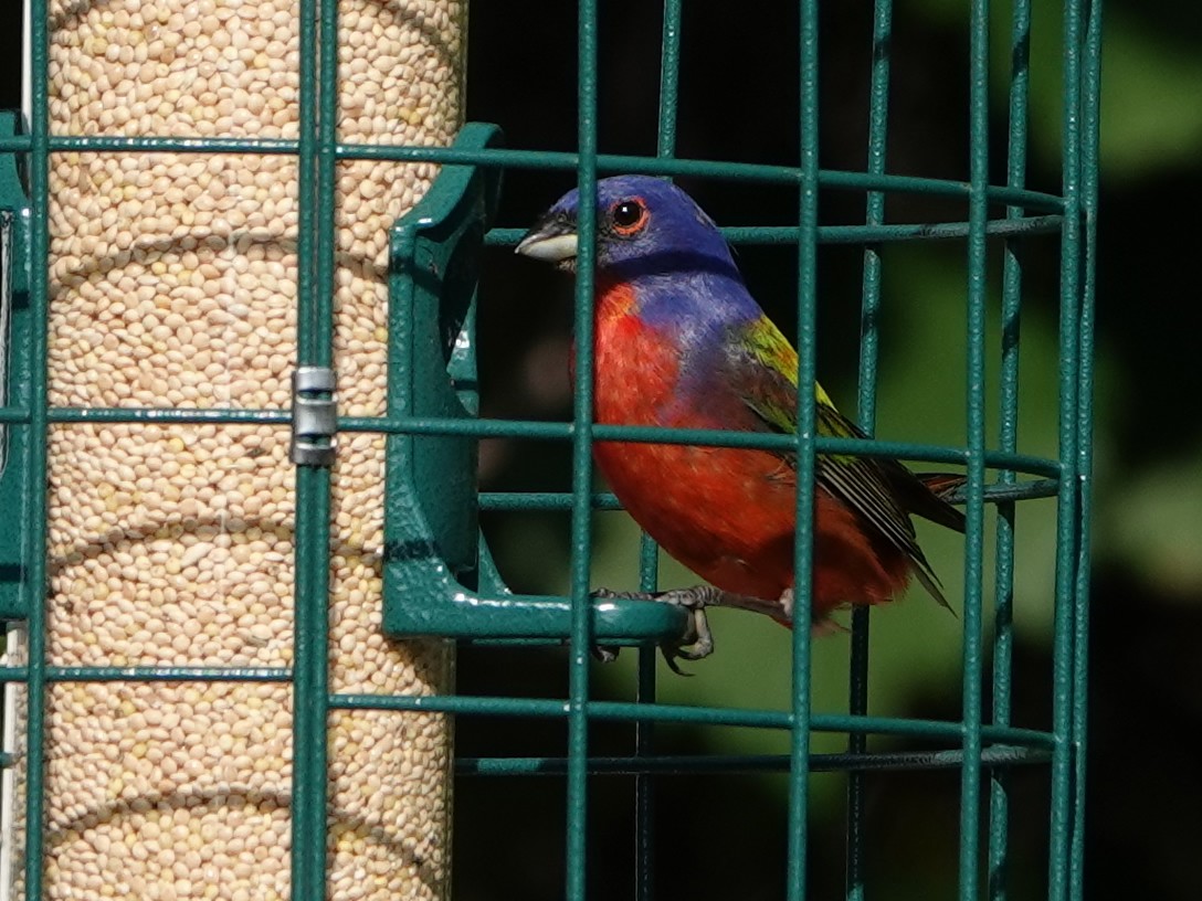 Painted Bunting - ML620358329