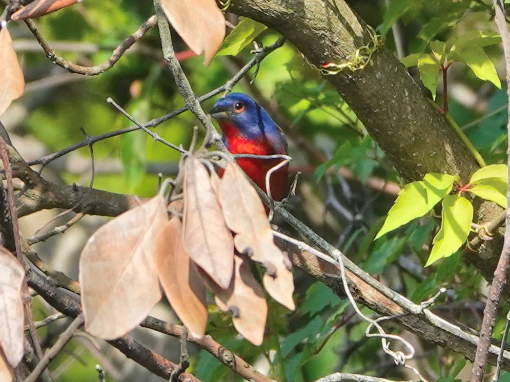 Painted Bunting - ML620358330