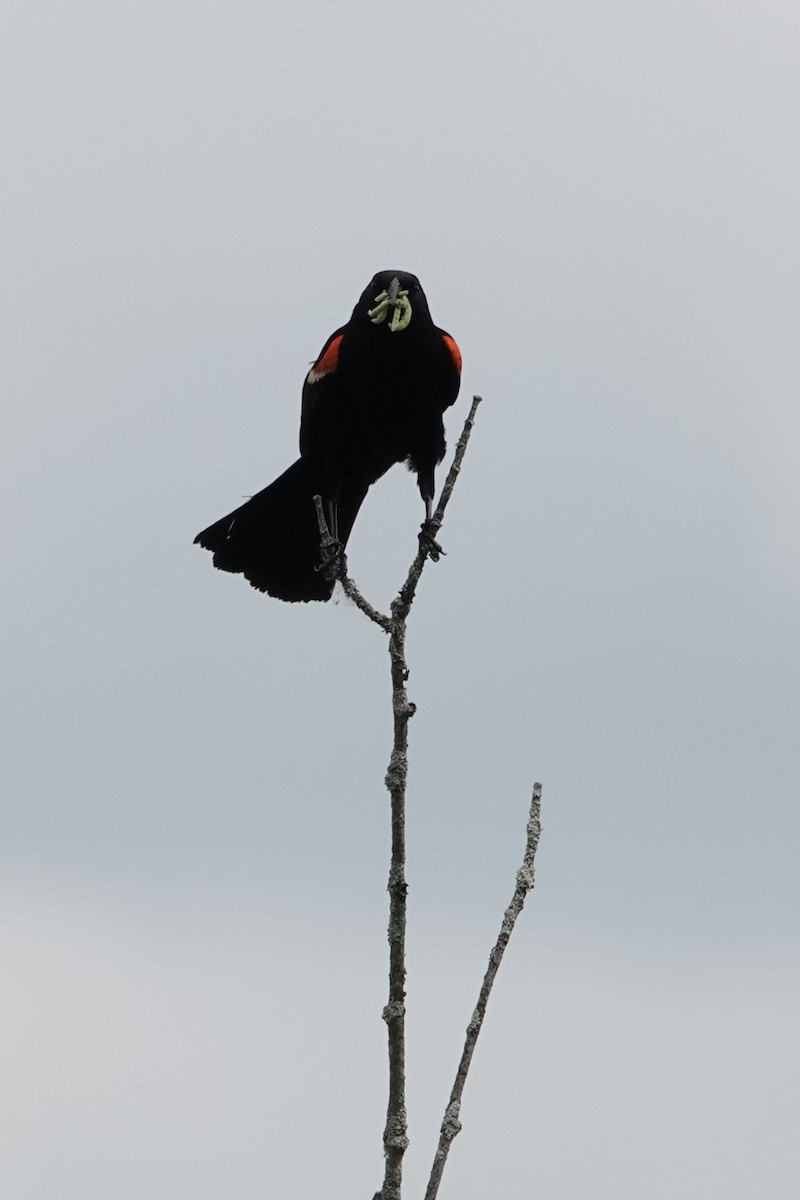Red-winged Blackbird - ML620358346