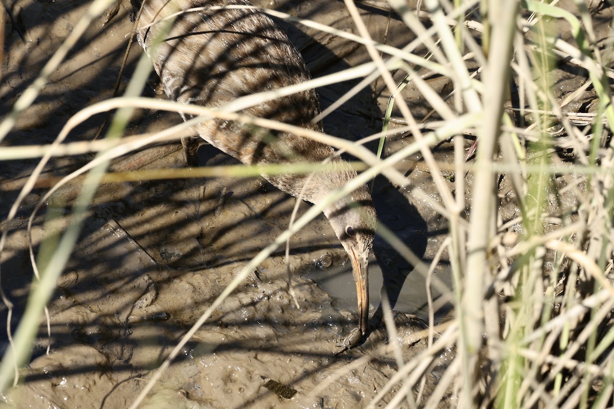 Clapper Rail - ML620358348