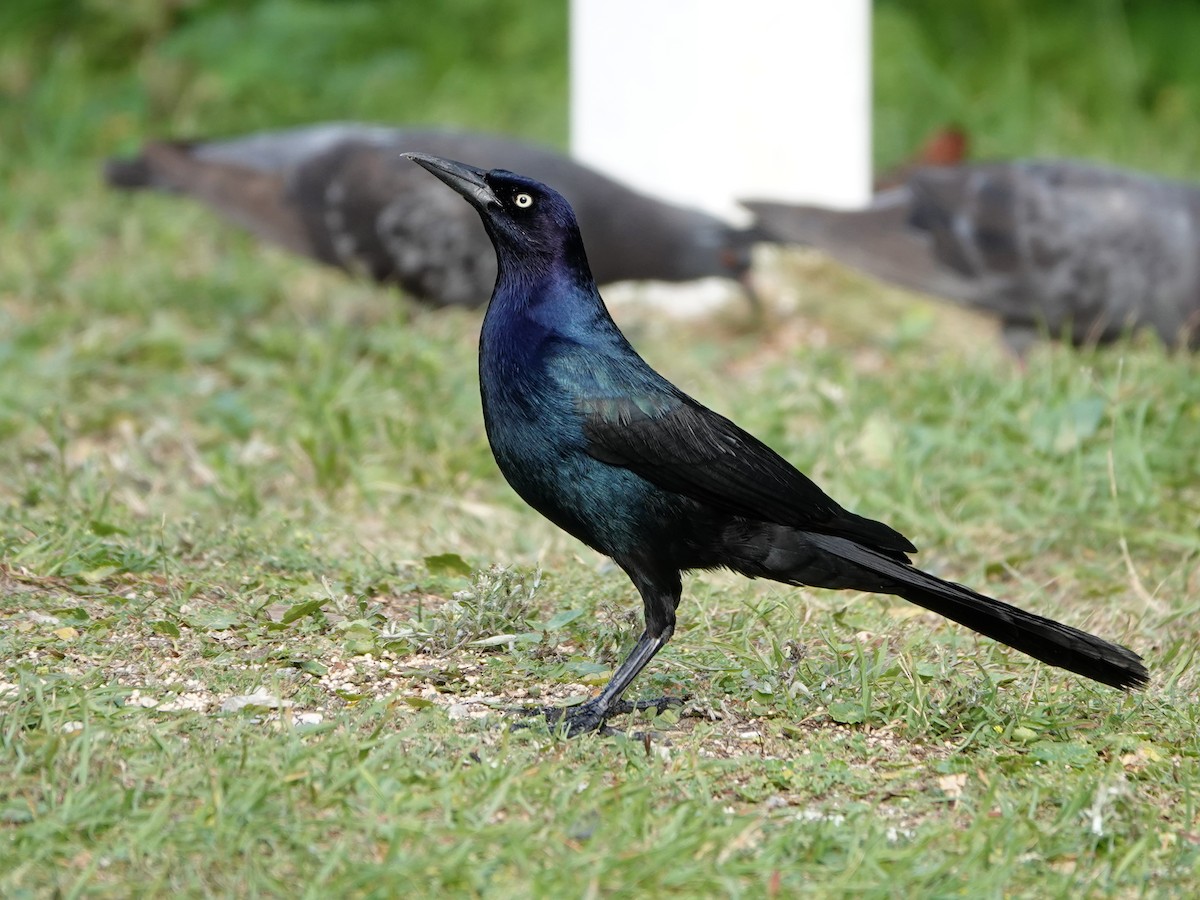 Boat-tailed Grackle - ML620358352