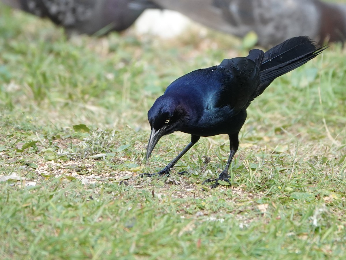 Boat-tailed Grackle - ML620358353