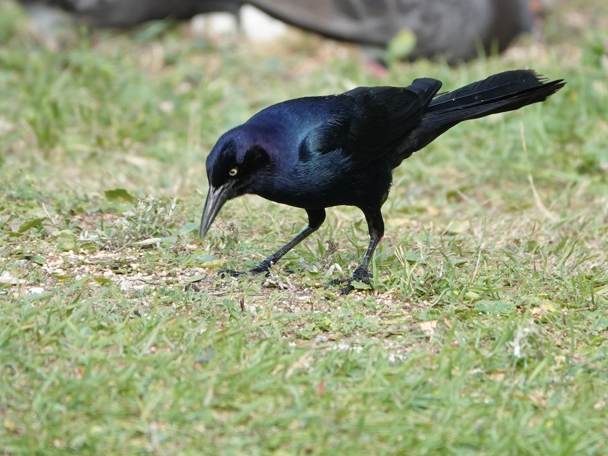 Boat-tailed Grackle - ML620358354