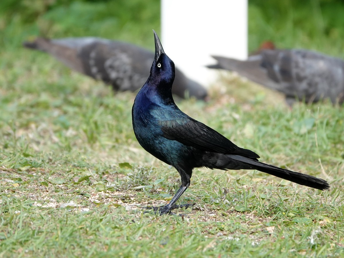Boat-tailed Grackle - ML620358355