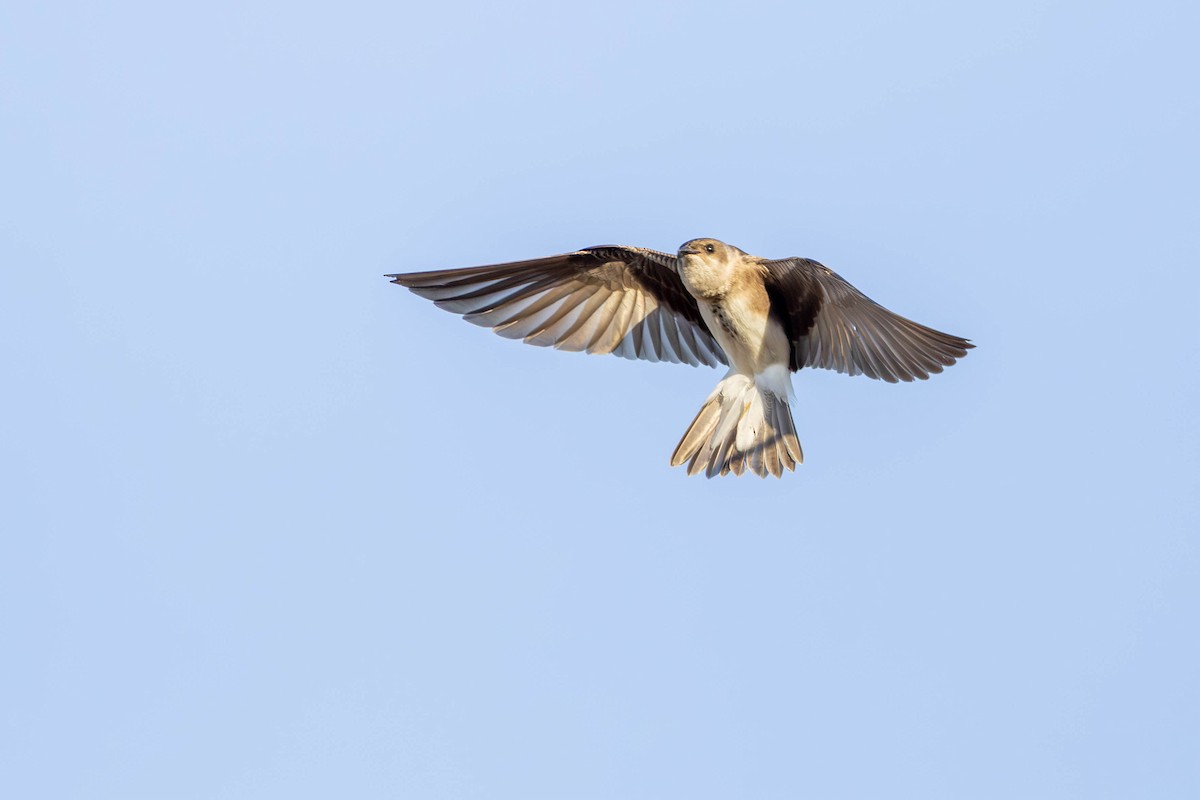 Brown-chested Martin - ML620358358