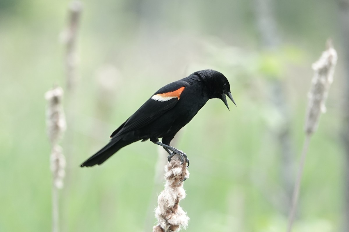Red-winged Blackbird - ML620358359