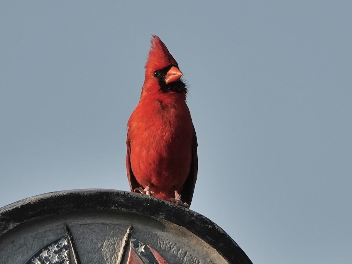 Cardinal rouge - ML620358363