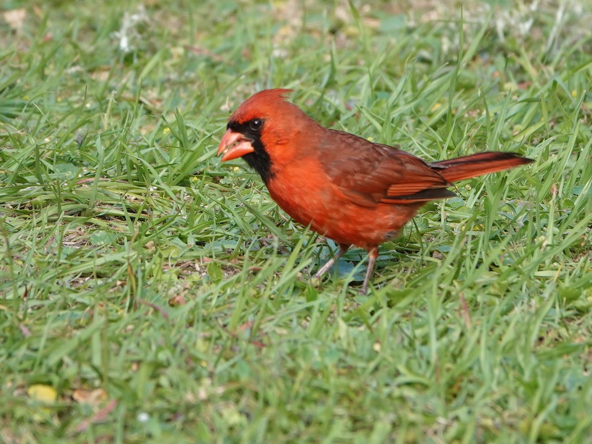 Cardinal rouge - ML620358365