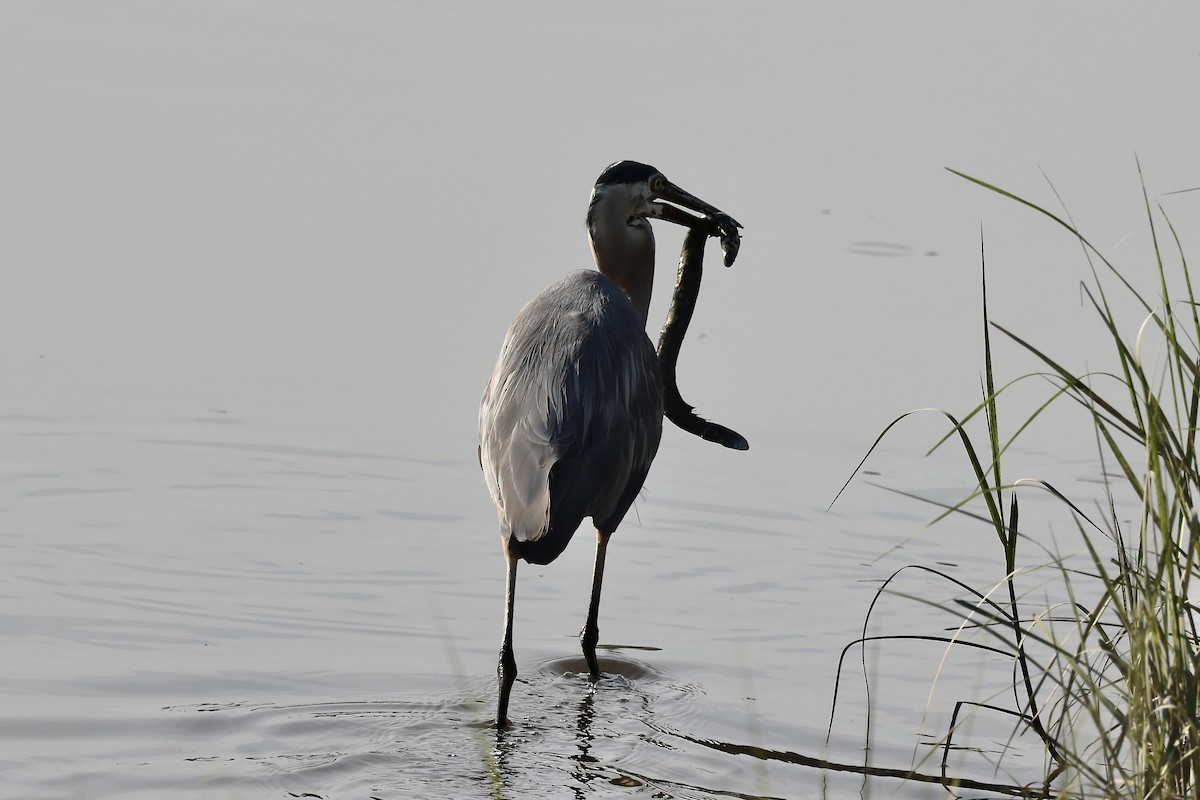 Great Blue Heron - ML620358370