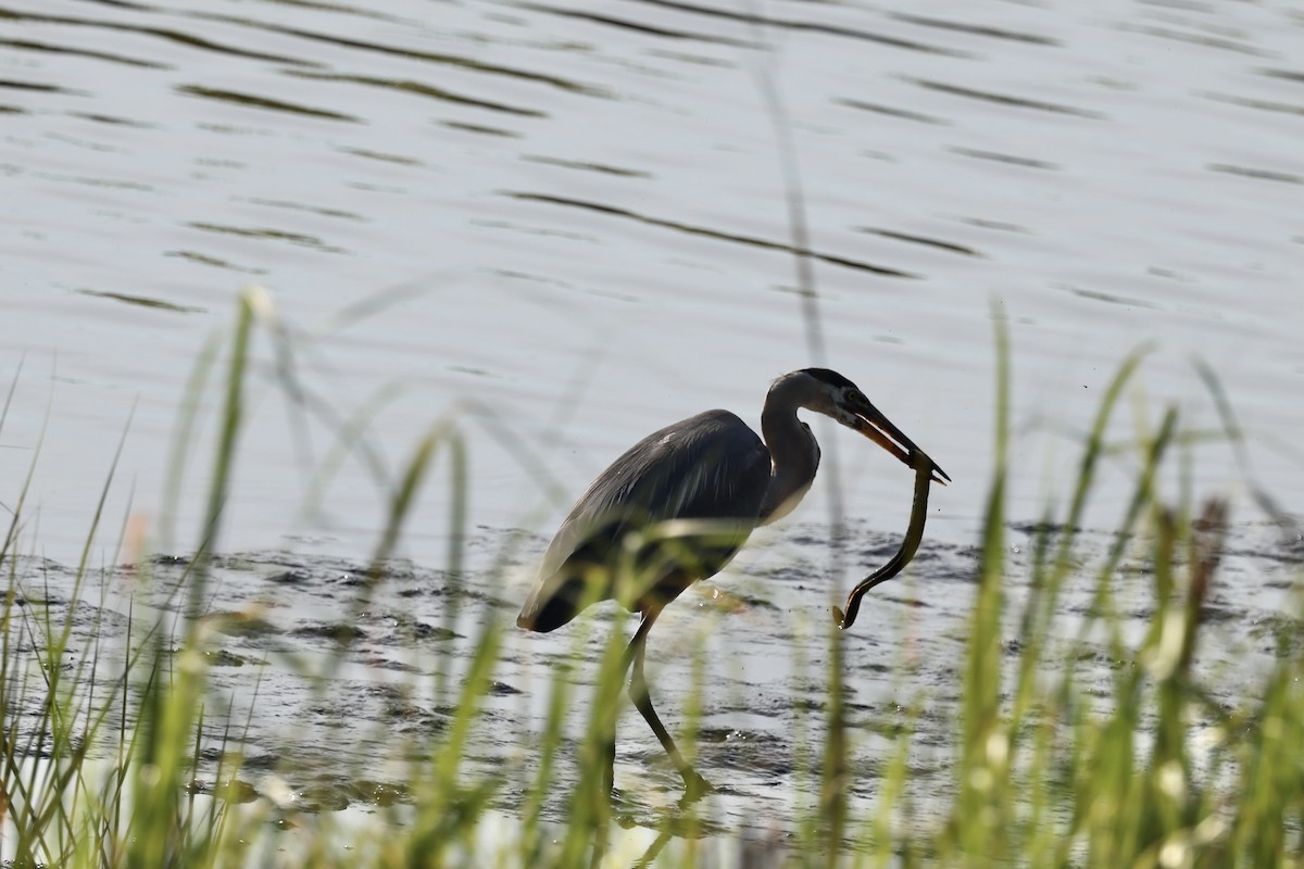 Great Blue Heron - ML620358372