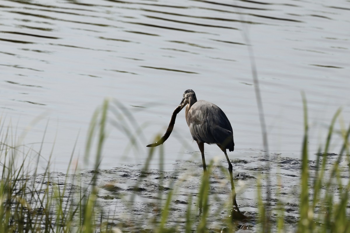 Great Blue Heron - ML620358373