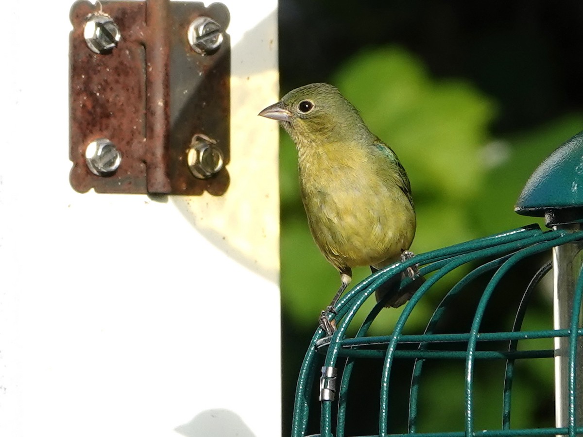 Painted Bunting - ML620358376