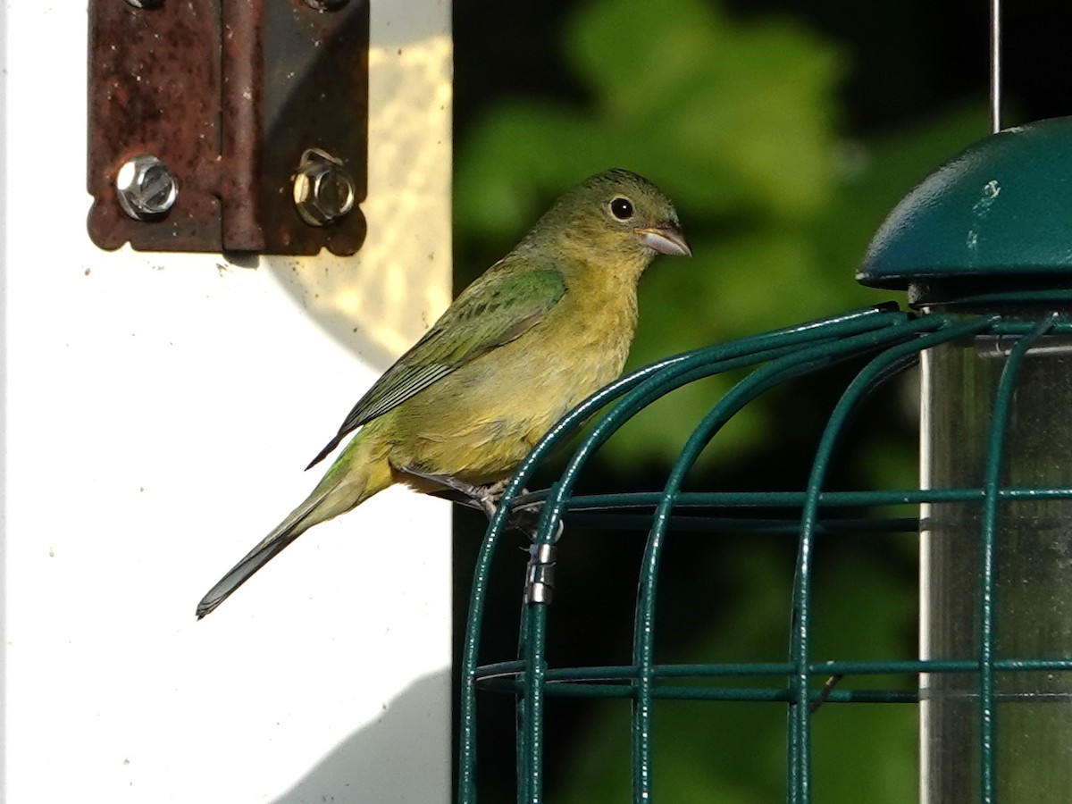 Painted Bunting - ML620358377
