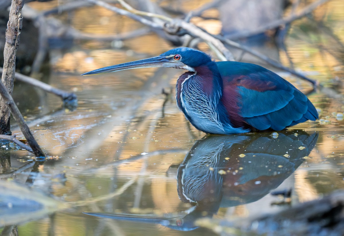 Garza Agamí - ML620358387