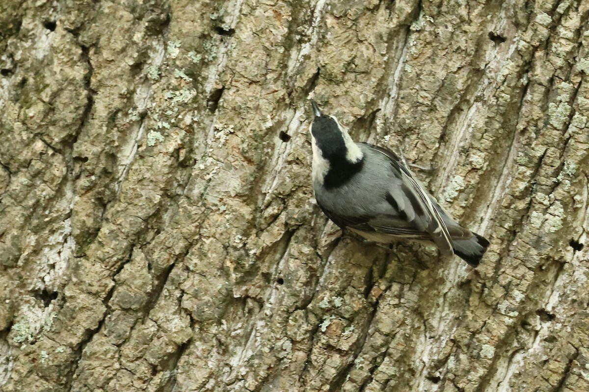 White-breasted Nuthatch - ML620358396