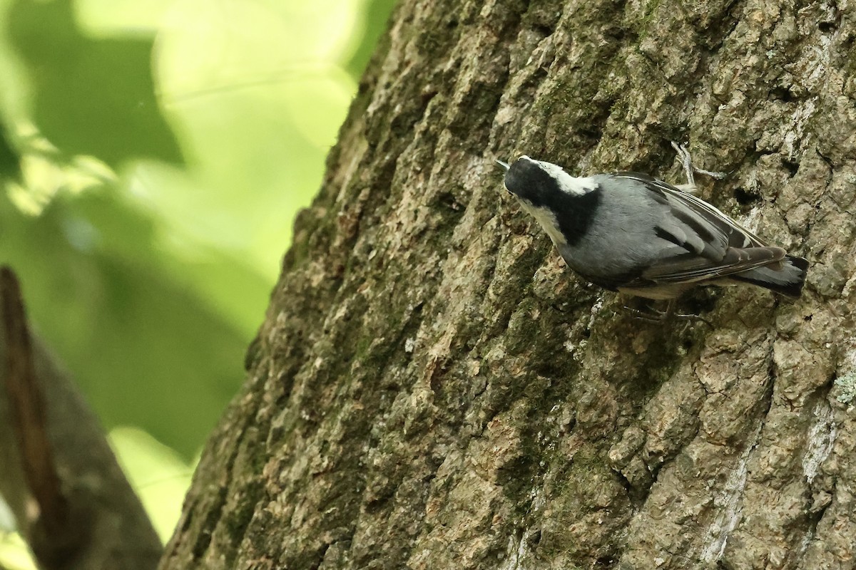 White-breasted Nuthatch - ML620358397