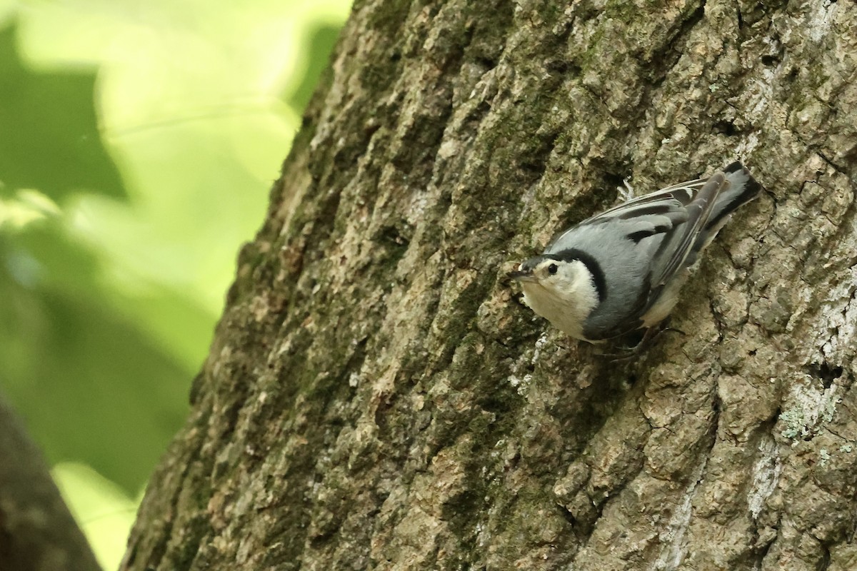White-breasted Nuthatch - ML620358398