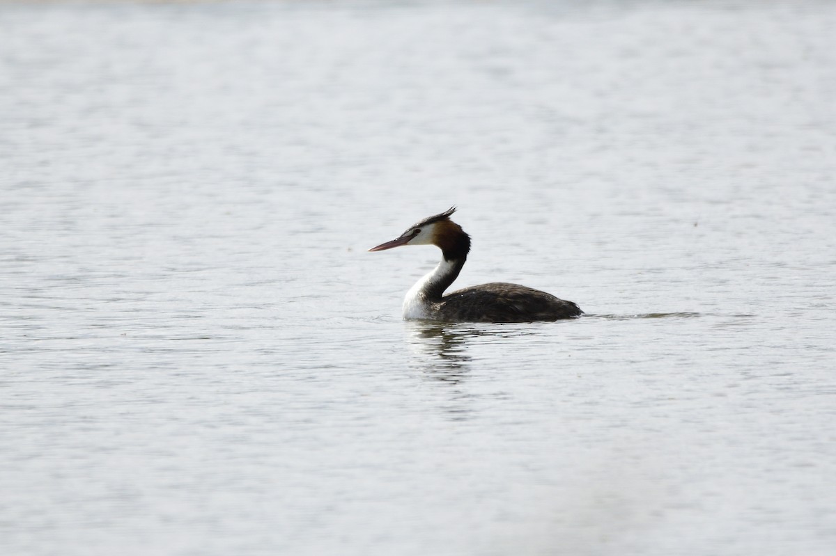 Great Crested Grebe - ML620358399