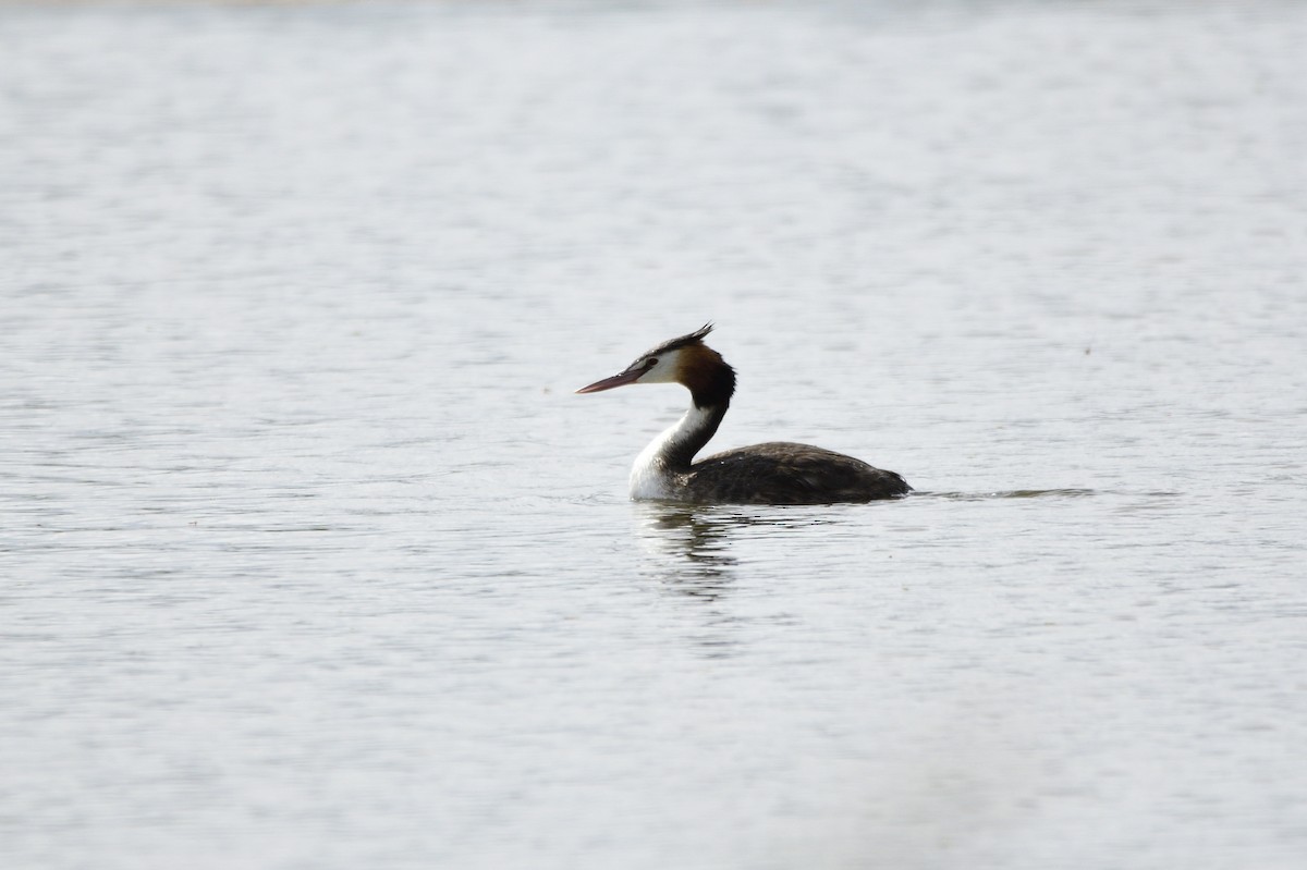 Great Crested Grebe - Ken Crawley