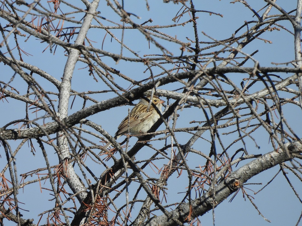 Clay-colored Sparrow - ML620358400