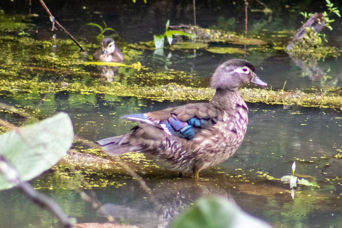 Wood Duck - ML620358404