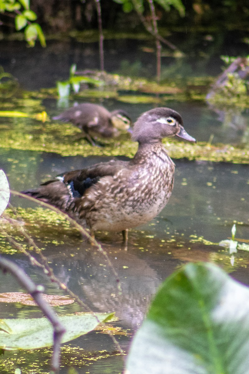 Wood Duck - ML620358407