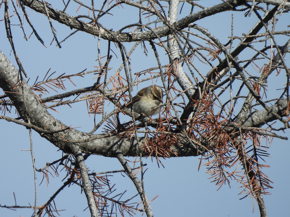 Clay-colored Sparrow - ML620358409