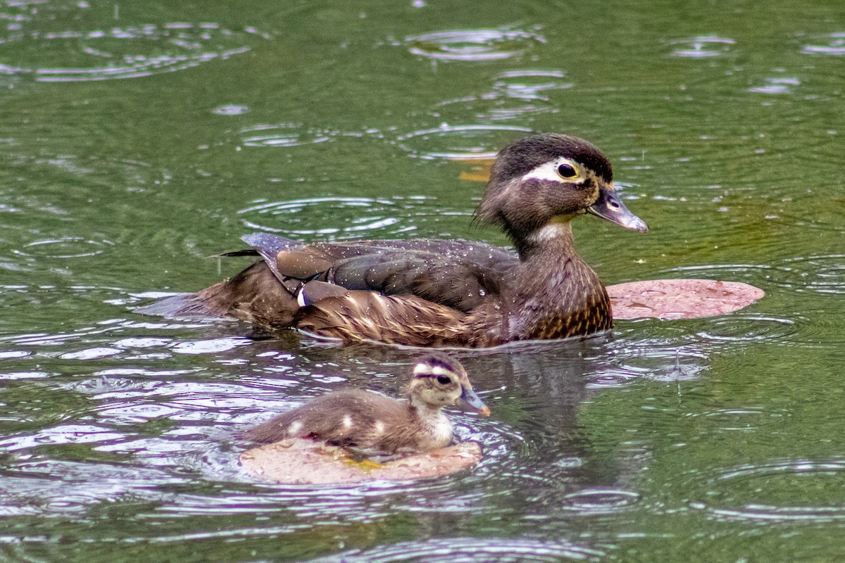 Wood Duck - Matthew Bowery