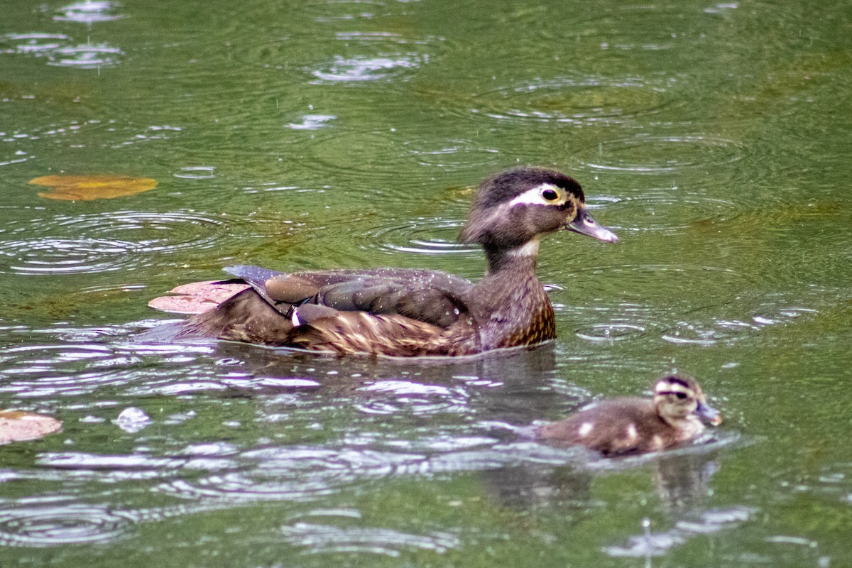 Wood Duck - ML620358412