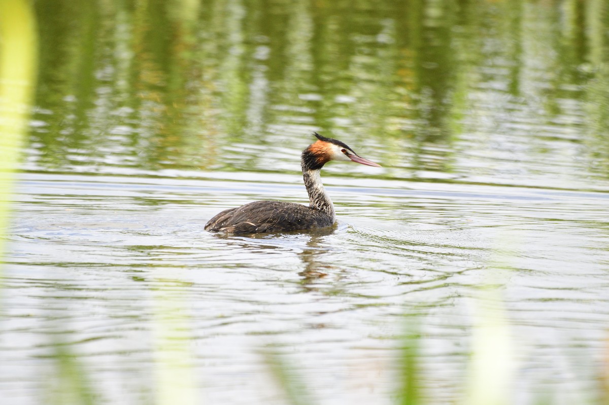 Great Crested Grebe - ML620358419