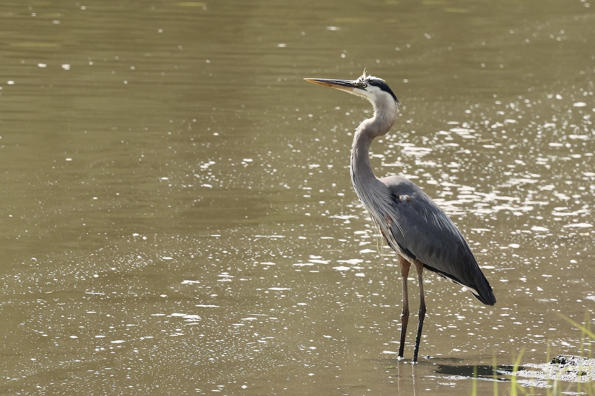 Great Blue Heron - ML620358421