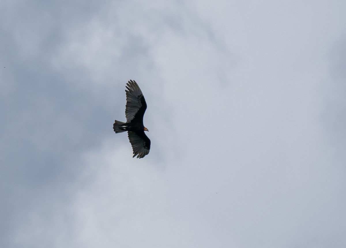 Lesser Yellow-headed Vulture - ML620358422