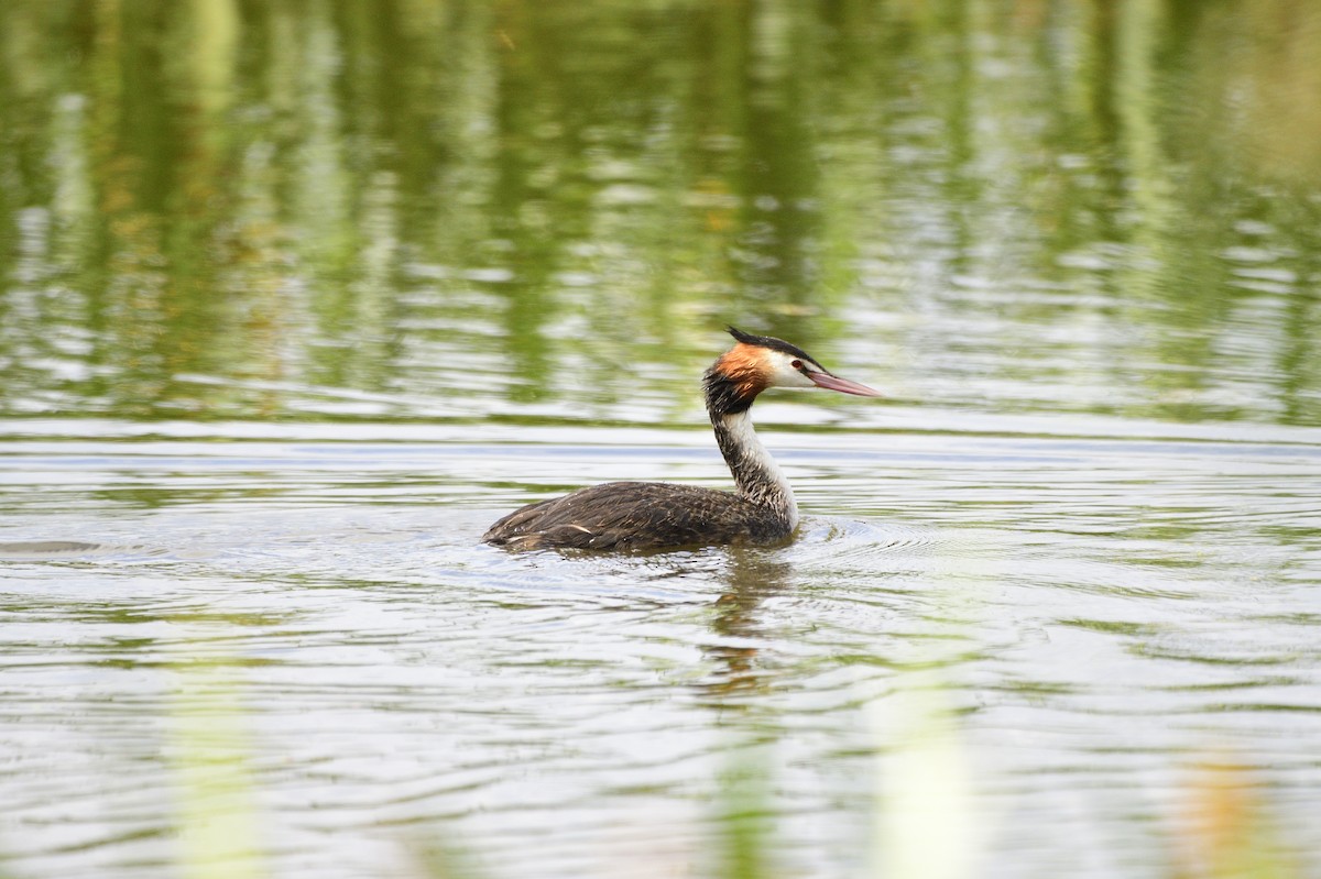 Great Crested Grebe - ML620358423