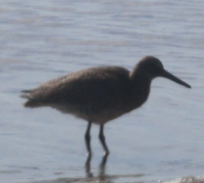 Willet - ML620358425