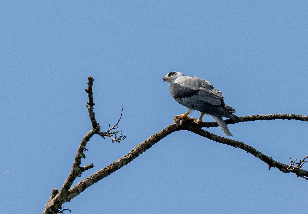 White-tailed Kite - ML620358427