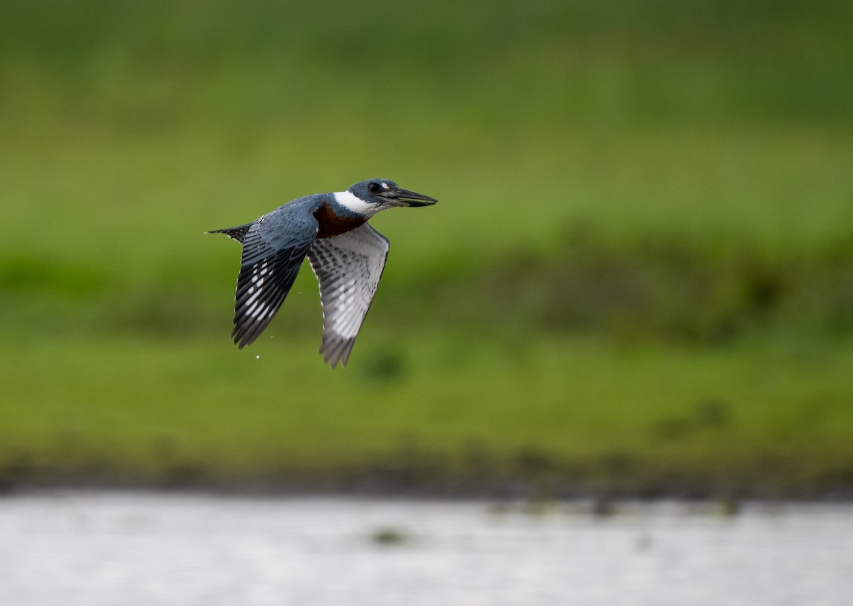 Ringed Kingfisher - ML620358462