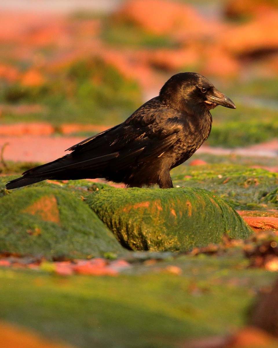 American Crow - ML620358475